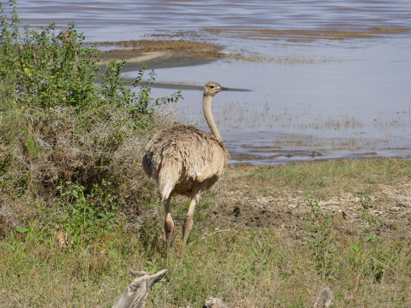 image Tanzanie_459.jpg