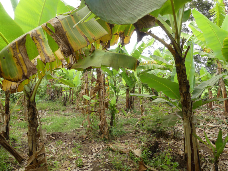 image Tanzanie_471.jpg