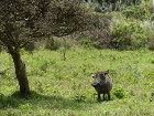 image Tanzanie_024.jpg