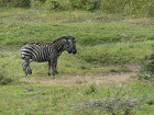 image Tanzanie_028.jpg