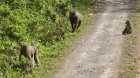 image Tanzanie_030.jpg