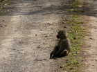 image Tanzanie_031.jpg