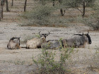 image Tanzanie_033.jpg