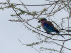image Tanzanie_035.jpg