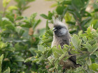 image Tanzanie_036.jpg