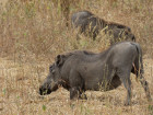 image Tanzanie_037.jpg
