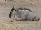 image Tanzanie_040.jpg