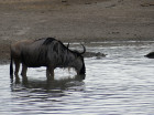 image Tanzanie_046.jpg