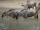 image Tanzanie_048.jpg