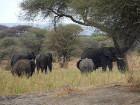 image Tanzanie_049.jpg
