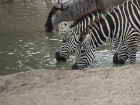 image Tanzanie_053.jpg