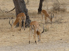 image Tanzanie_055.jpg