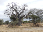 image Tanzanie_058.jpg