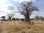 image Tanzanie_059.jpg