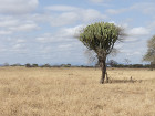 image Tanzanie_060.jpg