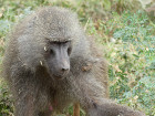 image Tanzanie_427.jpg