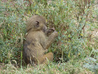 image Tanzanie_428.jpg