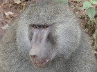 image Tanzanie_429.jpg