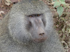 image Tanzanie_430.jpg