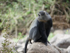 image Tanzanie_431.jpg