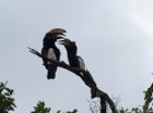 image Tanzanie_435.jpg