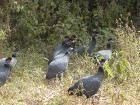 image Tanzanie_436.jpg