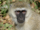image Tanzanie_437.jpg