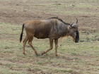 image Tanzanie_440.jpg