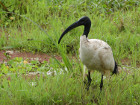 image Tanzanie_447.jpg