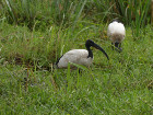 image Tanzanie_449.jpg
