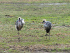 image Tanzanie_450.jpg
