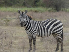 image Tanzanie_451.jpg