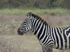image Tanzanie_452.jpg