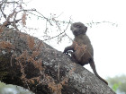 image Tanzanie_453.jpg