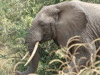 image Tanzanie_454.jpg