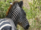 image Tanzanie_455.jpg