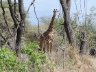 image Tanzanie_458.jpg