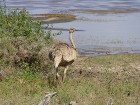 image Tanzanie_459.jpg
