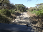 image Tanzanie_460.jpg