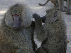 image Tanzanie_462.jpg