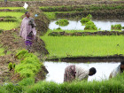 image Tanzanie_464.jpg